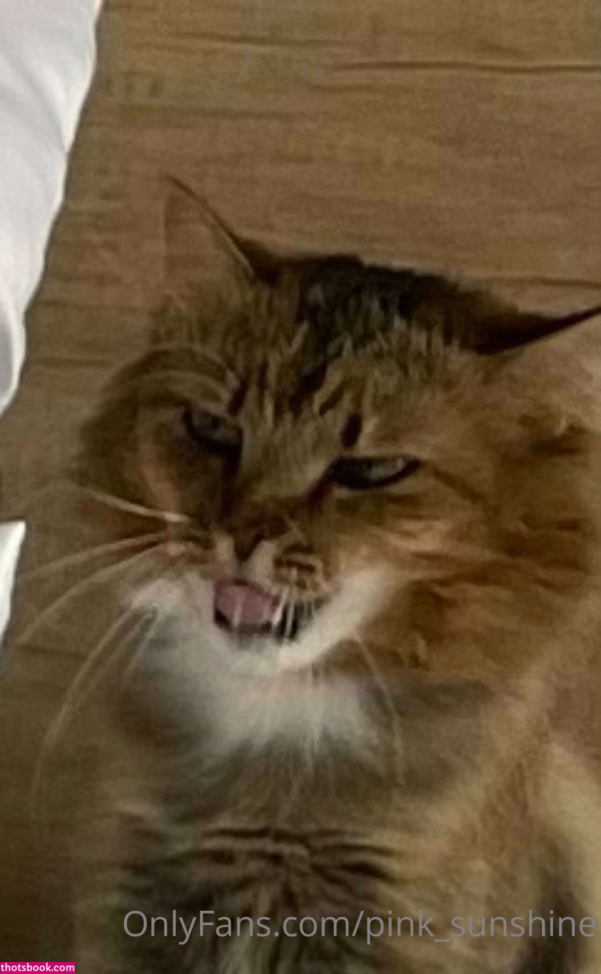 Sweetklem Nude OnlyFans Photos #1 1004728