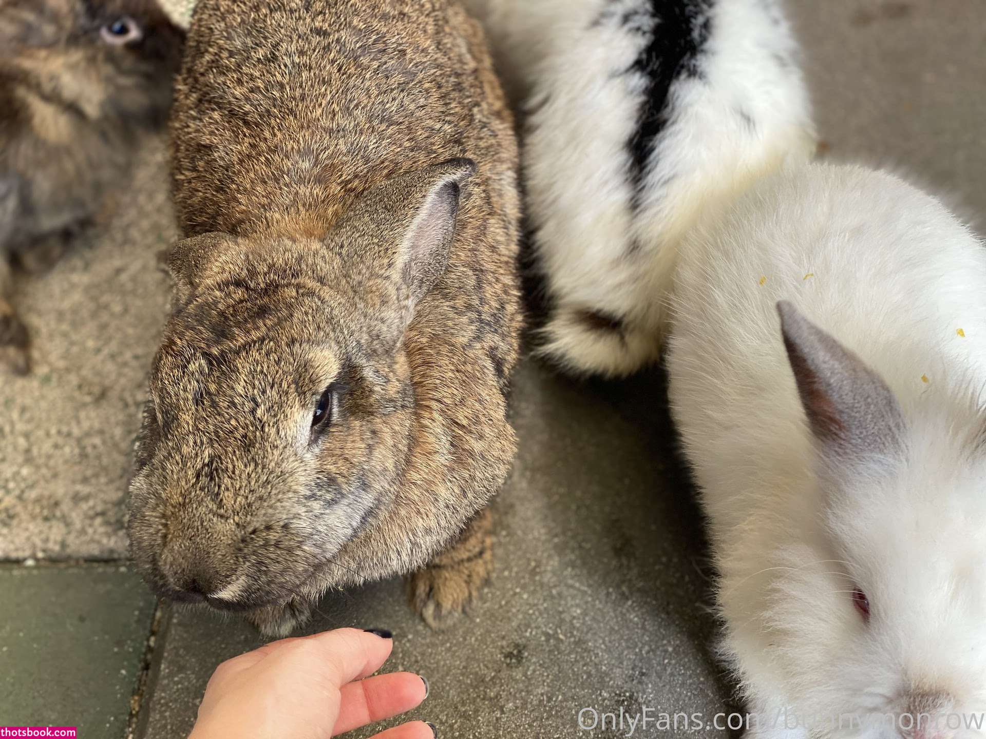 Bunnymonrow Nude OnlyFans Photos #15 1025335