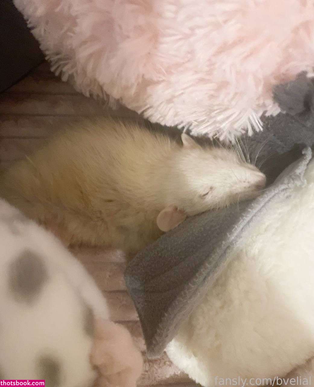 bvelial Nude OnlyFans Photos #15 1219276